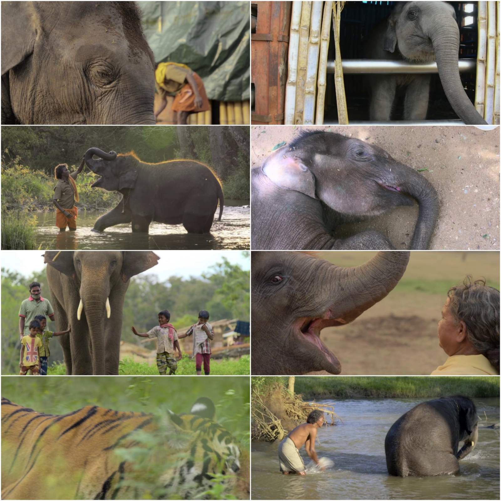 The Elephant Whisperers (2022) (Hindi + English) Dual audio Short Documentary Movie HD ESub screenshot